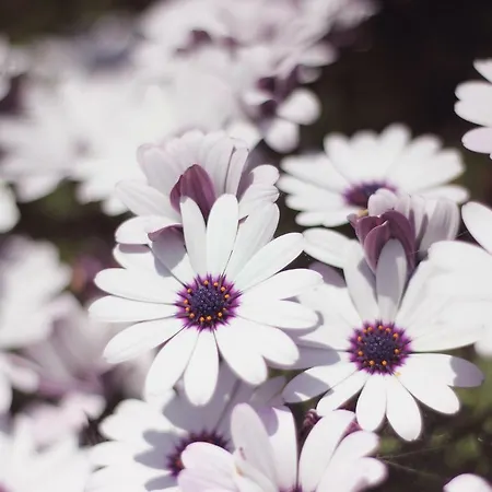 Appartement Madera Y Mar *