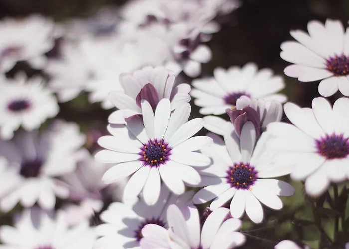 아파트 Madera Y Mar *